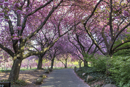 The Cherry Walk in the Brooklyn Botanic Gardens in full bloom in Brooklyn, New Yorkの写真素材