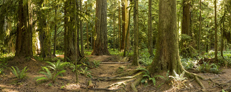 The roots and trunks of some very large red cedar and Douglas Fir trees in Cathedral Grove,...