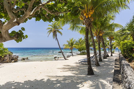 Palm trees and a stone wall line the beautiful sandy beach at Lighthouse Point near the Meridian Resort in Roatan, Honduras.の写真素材