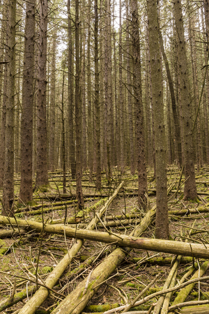 A dense forest of Norway Spruce trees, littered with fallen trees, on the Kelly Hollow Loop trail in...
