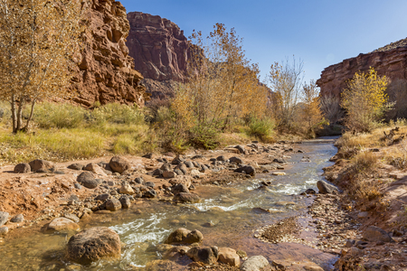 Cottonwood Trees losing their golden autumn leaves along the Sulphur Creek trail in Capitol Reef National Park, Utah.の写真素材