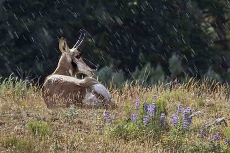 A pronghorn and wildflowers in a light rain and sun in the Lamar Valley in Yellowstone National Park, Wyomingの写真素材