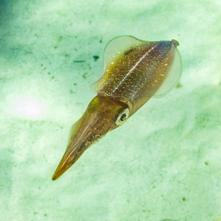 A carribbean reef squid seen in shallow waters near Boatswains Point off the West coast of Grand Cayman, Cayman Islandsの写真素材