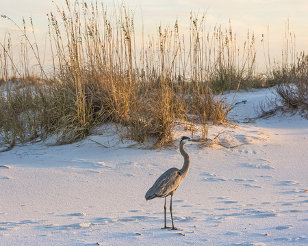 A great blue heron walks on Fort Pickens Beach in the Gulf Islands National Seashore, Florida.の写真素材