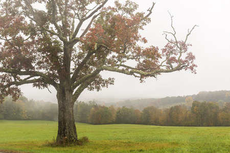 A red leafed maple trees on the crest of a hill off Jewitt Heights Road on a misty, rainy Autumn day in the Catskills Mountains in Jewitt, New Yorkの写真素材