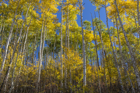 A colorful stand of golden Apsen trees off East Dallas Road in the Uncompaghre National Forest near Ridgeway, Colorado.の写真素材
