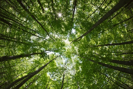 spring forest treetops - beech canopy の写真素材