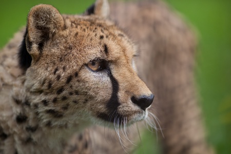 Cheetah (Acinonyx jubatus)
