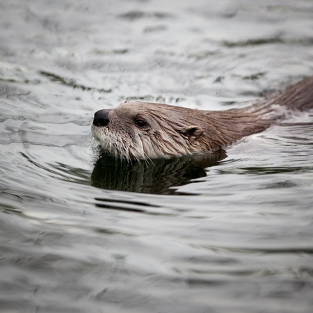European Otter (Lutra lutra), also known as Eurasian otter, Eurasian river otter, common otter and Old World otterの写真素材