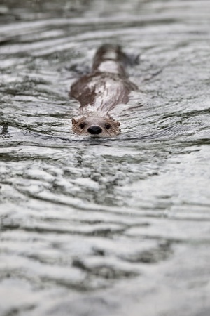 European Otter (Lutra lutra), also known as Eurasian otter, Eurasian river otter, common otter and Old World otterの写真素材