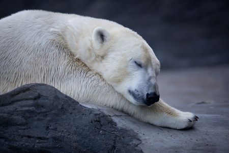 Polar bearの写真素材