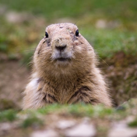 black tailed prairie dog (Cynomys ludovicianus)の写真素材