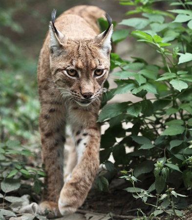 Close-up portrait of an Eurasian Lynx (Lynx lynx)の写真素材
