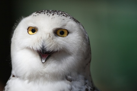 Snowy owl (Bubo scandiacus)の写真素材