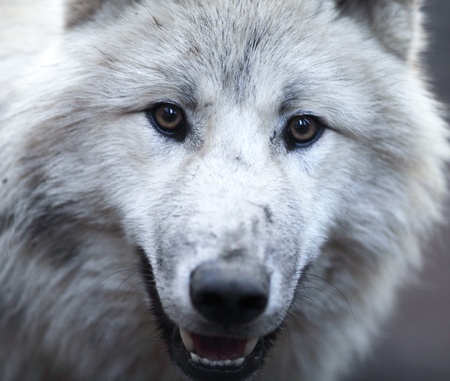Close up view of a male wolf (Canis lupus)