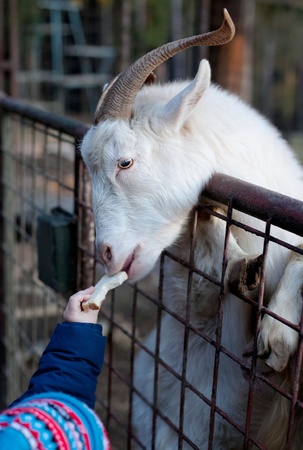 Close up of a billy goat reaching over the fence while being fed by a small kid in a zooの写真素材