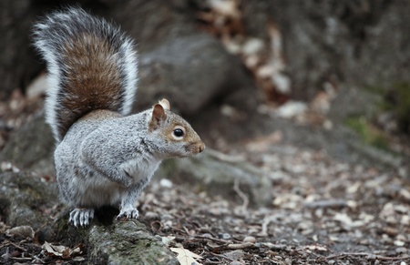 Cute squirrel in the Central Park, NYCの写真素材