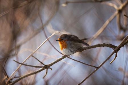 European Robin sitting on a branch (erithacus rubecula)の写真素材