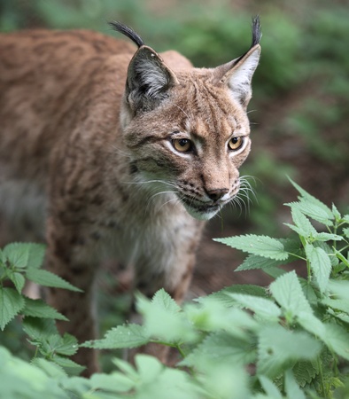 Close-up portrait of an Eurasian Lynx (Lynx lynx)の写真素材