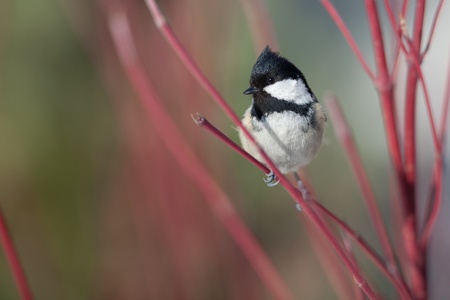 Coal tit (Parus ater)の写真素材