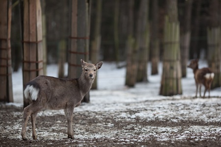 sika deer (lat. Cervus nippon)の写真素材