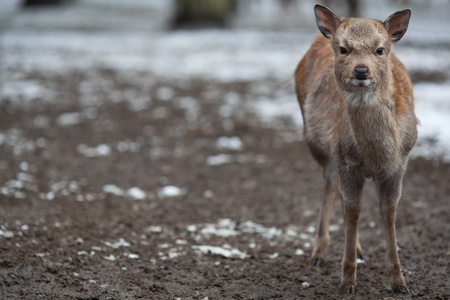 sika deer (lat. Cervus nippon)の写真素材