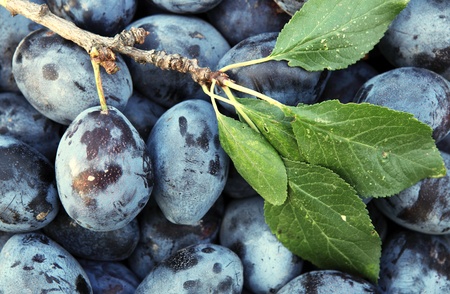 Plumsの写真素材