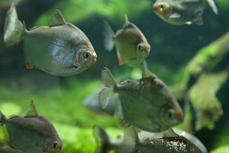 Dangerous Red-breasted Piranha (Serrasalmus Nattereri)の写真素材