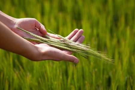 Symbolic gesture suggesting fertility, plenitude, health. Woman hands holding unripe barley ears in a lovely barley field lit by summer sunshineの写真素材