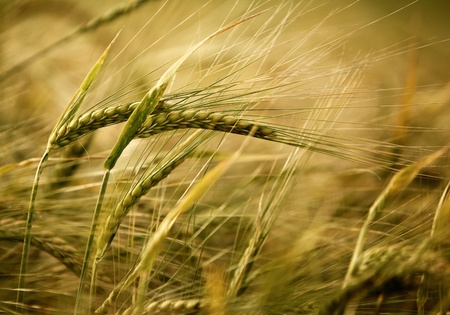 Ears of ripe barley growing on a farm field