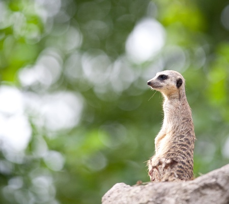 watchful meerkat standing guardの写真素材