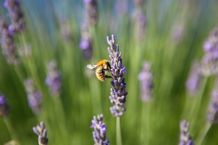 lavender - honey bee on lavender in Provenceの写真素材