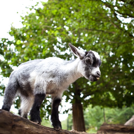 West Caucasian tur (Capra caucasica)の写真素材