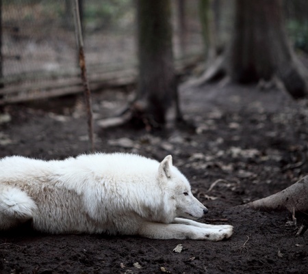 Arctic Wolf (Canis lupus arctos) aka Polar Wolf or White Wolf - close-up of a beautiful predator