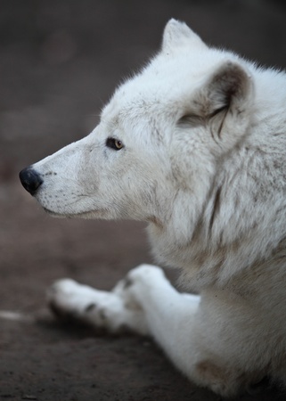 Arctic Wolf (Canis lupus arctos) aka Polar Wolf or White Wolf - Close-up portrait of this beautiful...