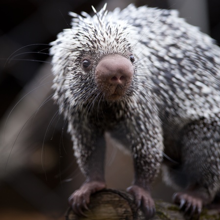 Close-up of a cute Brazilian Porcupine (Coendou prehensilis; shallow DOF)の写真素材
