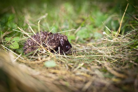 Baby European Hedgehog (Erinaceus europaeus) sniffing in grass, exploring the natural worldの写真素材