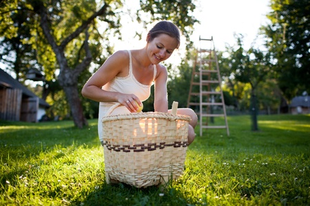 Young woman collecting apples in an orchard on a lovely sunny summer dayの写真素材
