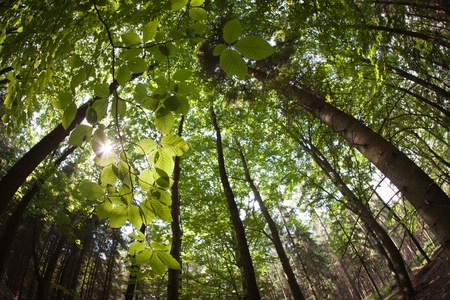 spring forest treetops/canopy (intentionally distorted image; shot with a fisheye lens)