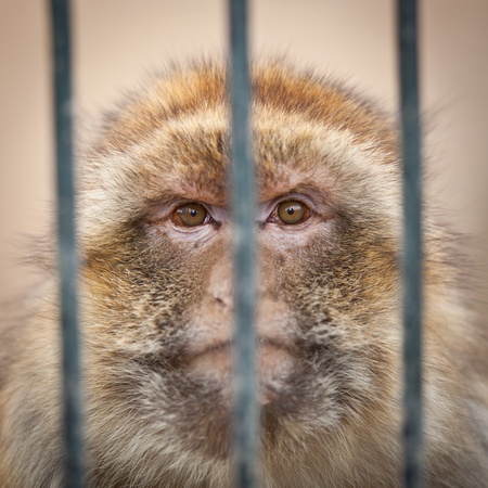 caged - monkey behind bars of a cage in a zooの写真素材