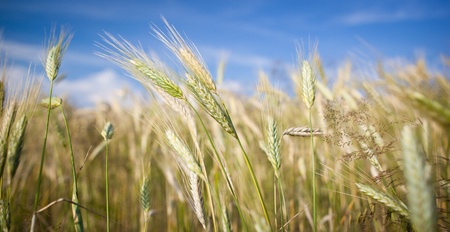 Ears of almost ripe barley growing in a farm field against lovely summer blue sky (shallow DOF -...