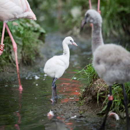 Baby Greater Flamingos (Phoenicopterus chilensis)の写真素材