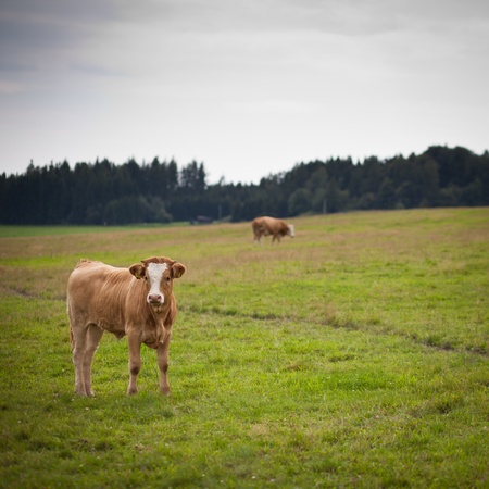 Cow grazing on a lovely green pastureの写真素材