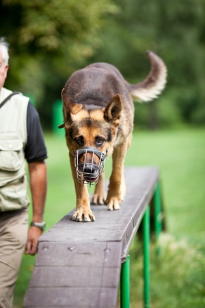Master and his obedient (German shepherd) dog at a dog training centerの写真素材