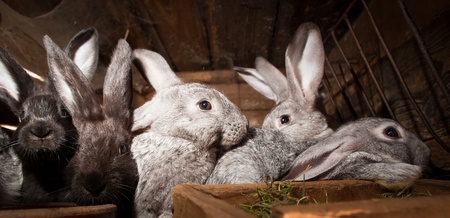 Rabbits eating grass inside a wooden hutch (European Rabbit - Oryctolagus cuniculus)の写真素材