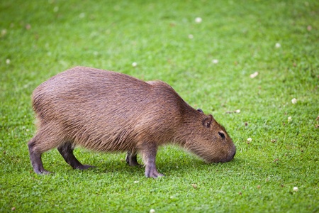 Capybara (Hydrochoerus hydrochaeris) grazing on fresh green grassの写真素材