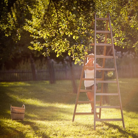 Young woman up on a ladder picking apples from an apple tree on a lovely sunny summer day