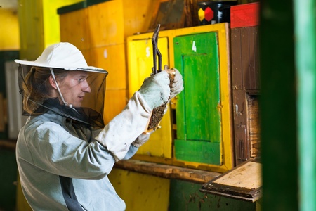 Beekeeper in an apiary holding a frame of honeycomb covered with swarming beesの写真素材