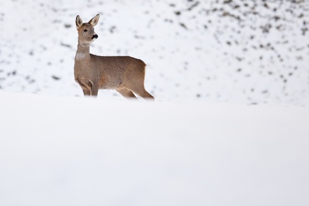 Roebuck (capreolus capreolus) in winterの写真素材