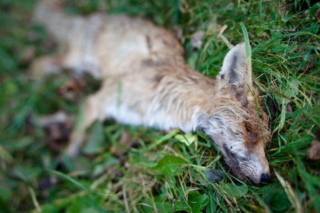 ROADKILL - DEAD FOX (VULPES VULPES)LYING IN GRASSの写真素材
